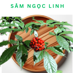 Sâm Ngọc Linh Là Gì? Sâm Ngọc Linh Có Tác Dụng Gì Cho Sức Khỏe?