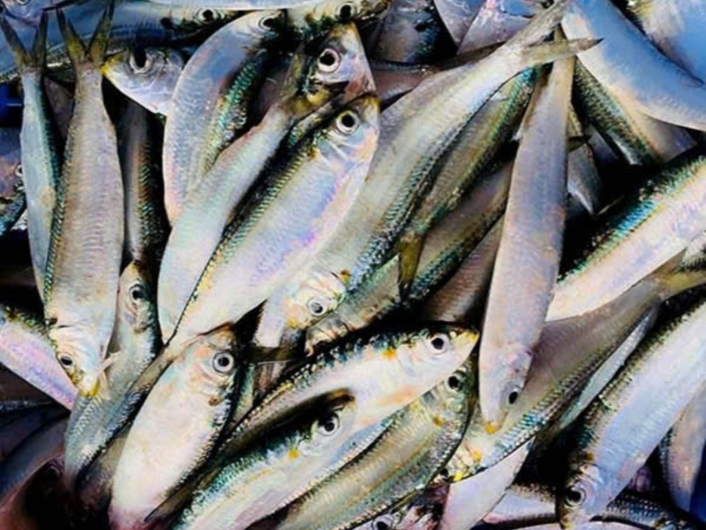 Món ăn mang hơi thở đại dương