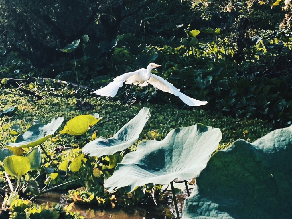 Các loại vé chính: