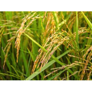 Hàng hóa trên VietnamOFSA.vn có gì?