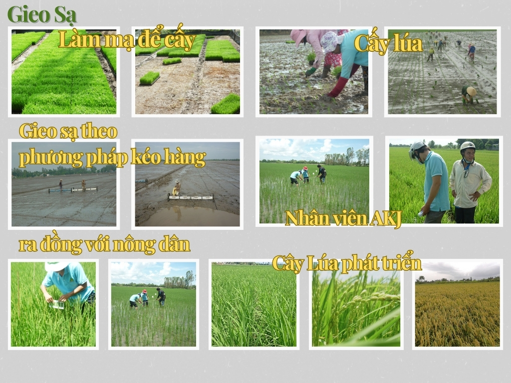 VII. Sản xuất Lúa Nhật: