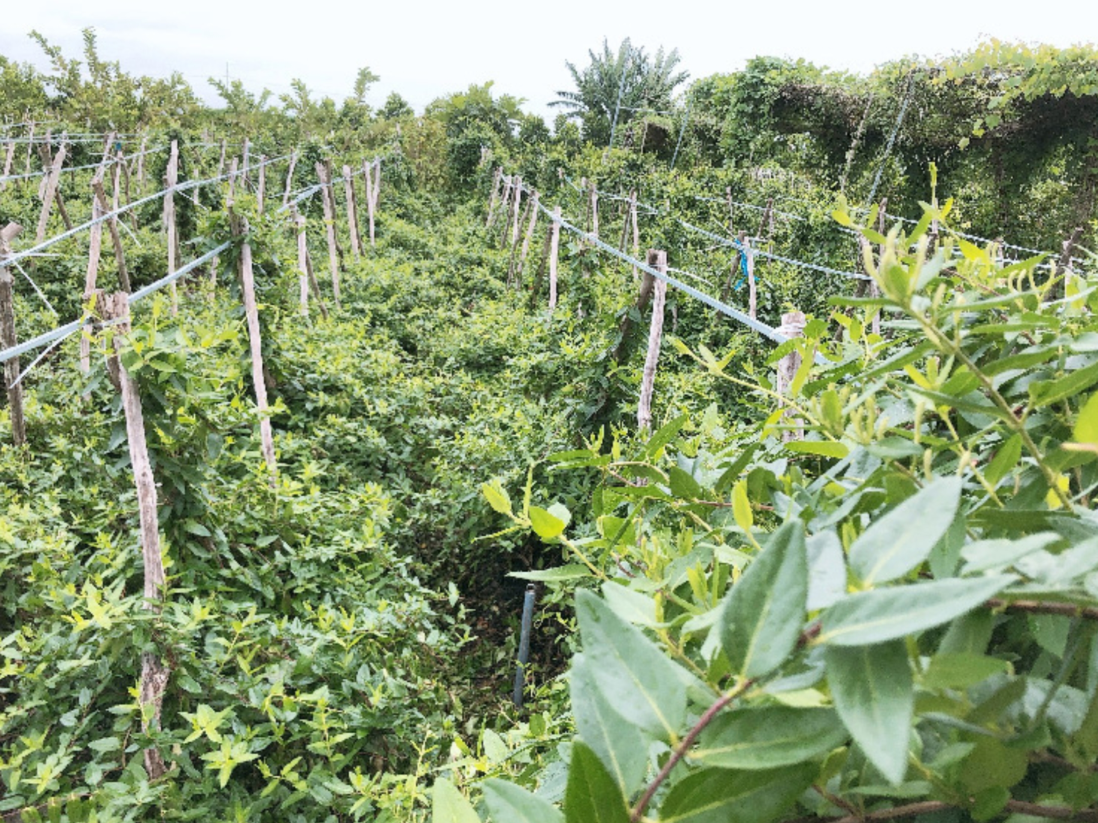 Định hướng phát triển: