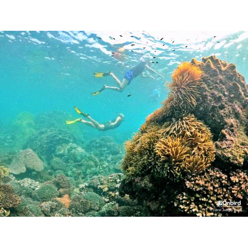 Khám phá san hô chuyên nghiệp & thưởng thức bữa tối riêng tư (tối đa 8 – 9 khách/tour)