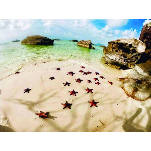 Sao Biển tour Phú Quốc 1 ngày