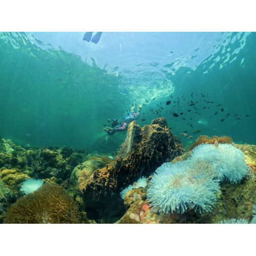 [hành trình ghép] – Khám phá san hô tự nhiên vùng lõi nam đảo phú quốc (tối đa 8 – 10 khách)