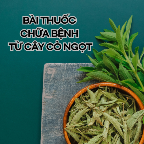 Bài Thuốc Chữa Bệnh Từ Cây Cỏ Ngọt